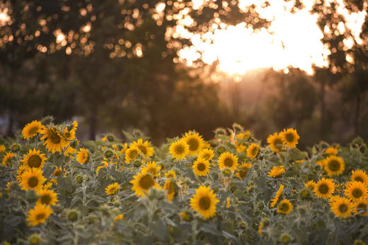 Join us for the sunflower harvest