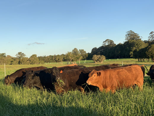 Is grass-fed and finished beef really better for you?