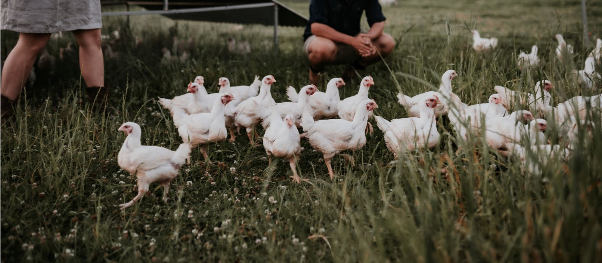 Slow Grown Certified Organic Fed, Pasture Raised Chicken