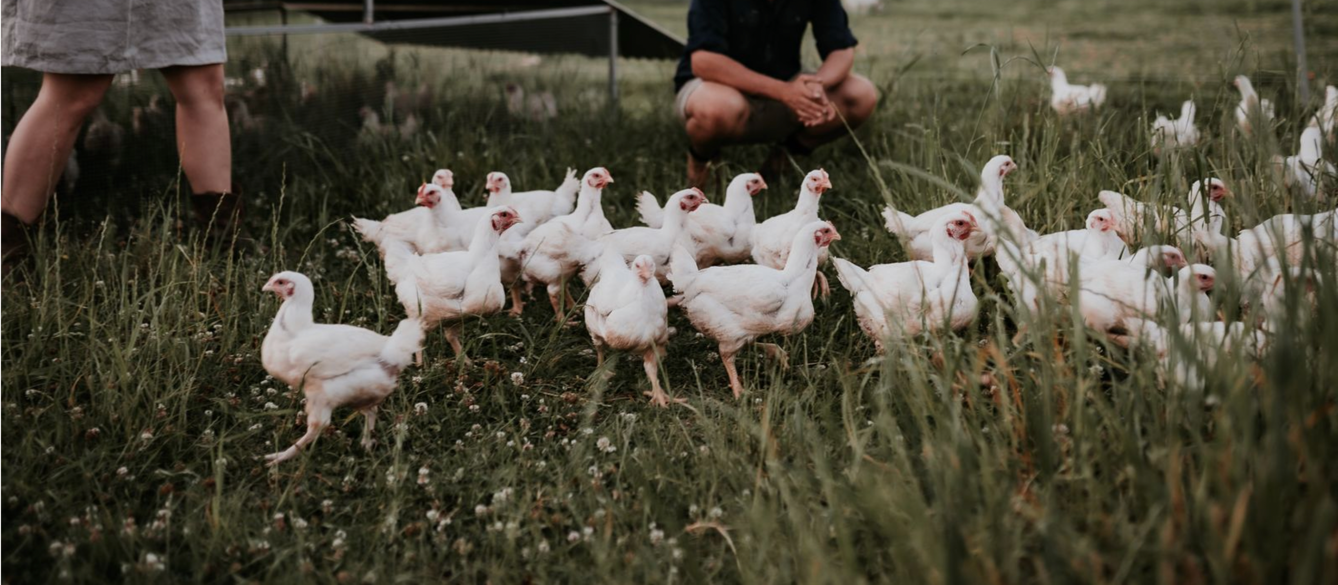 Slow Grown Certified Organic Fed, Pasture Raised Chicken - The Food Farm