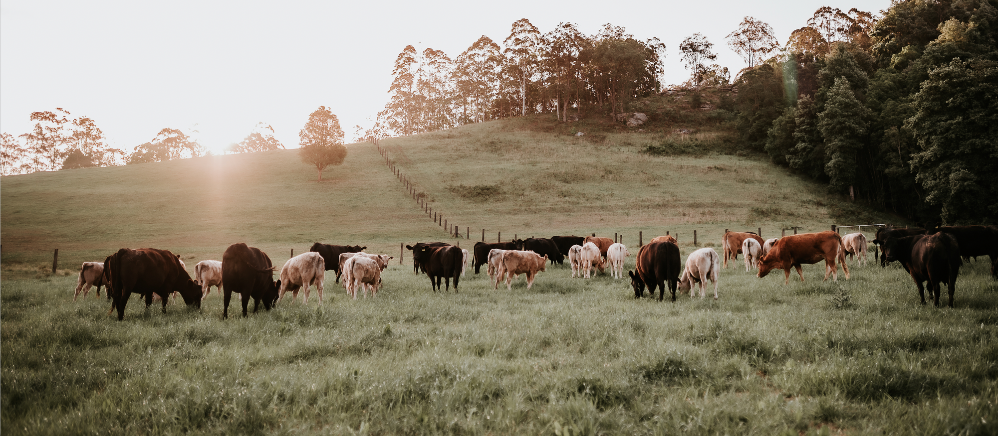 Slow Grown Grass fed, Grass Finished Beef