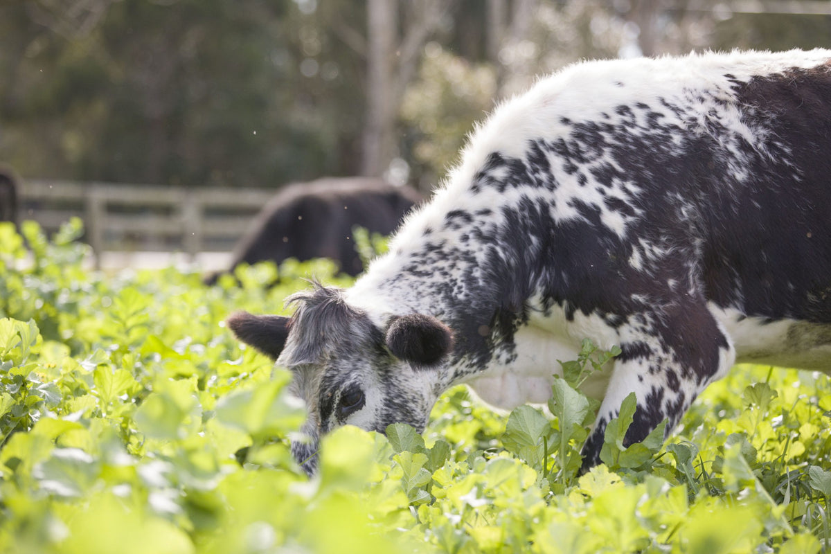 Cow in the paddock at the food farm 